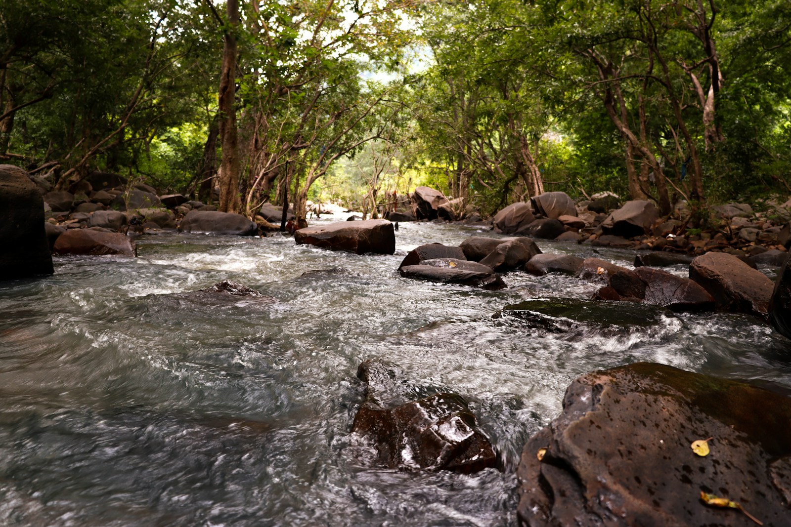 Photo by Yousuf R a river running through a lush green forest
